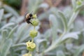 Ironwort Sideritis syriaca, mountain tea, flower stalk with bumblebee Royalty Free Stock Photo